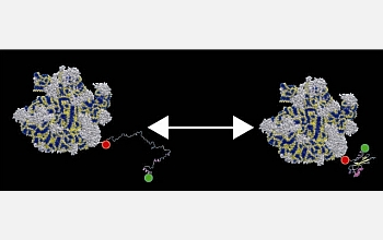 Biologists funded by the FIBR program will study protein-folding as it's occurring.