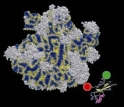 Biologists funded by the FIBR program will study protein-folding as it's occurring.