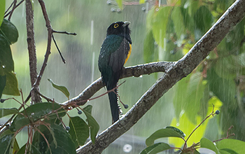 male Violaceous Trogon in a rainstorm