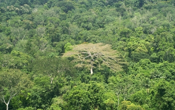 rainforest on the lower Cristalino River in the southern Amazon of Brazil.