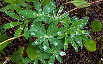 plant with rain drops on the leaves