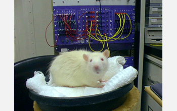 Rat sits in front of electronic equipment that will be implanted in the animal's brain