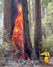 Fireman standing next to burning California redwood tree