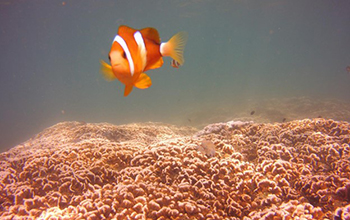 an adult yellowtail clownfish