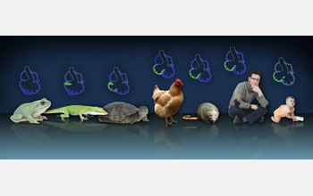 A panorama of animals and embryonic heart diagrams showing evolution from frog to human.