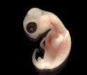 Photo of a turtle embryo.