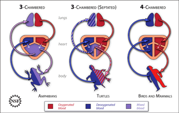 Diagram shows separation of oxygenated and deoxygenated blood in the heart of three animal types