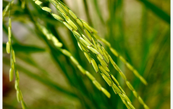 Photo of basmati rice before harvest.