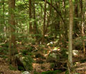 Photo of one of the NSF Harvard Forest LTER sites.