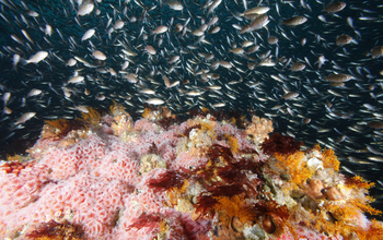 Juvenile rockfish and corals