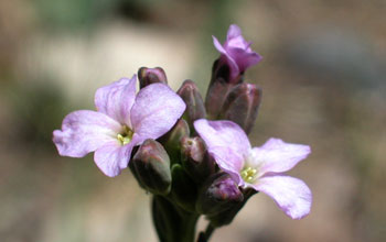 Photo of flowers and buds on rockcress in the Colorado Rocky Mountains.