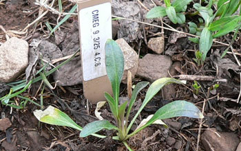 Photo of a young Drummond's rockcress in an experimental garden.