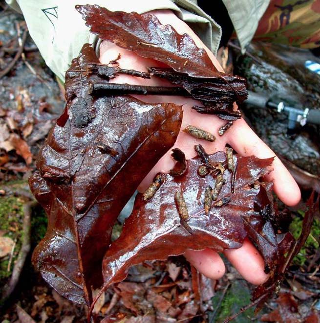 Nutrient-stimulated feeding by stream insects also reduces retention of carbon in stream reaches.