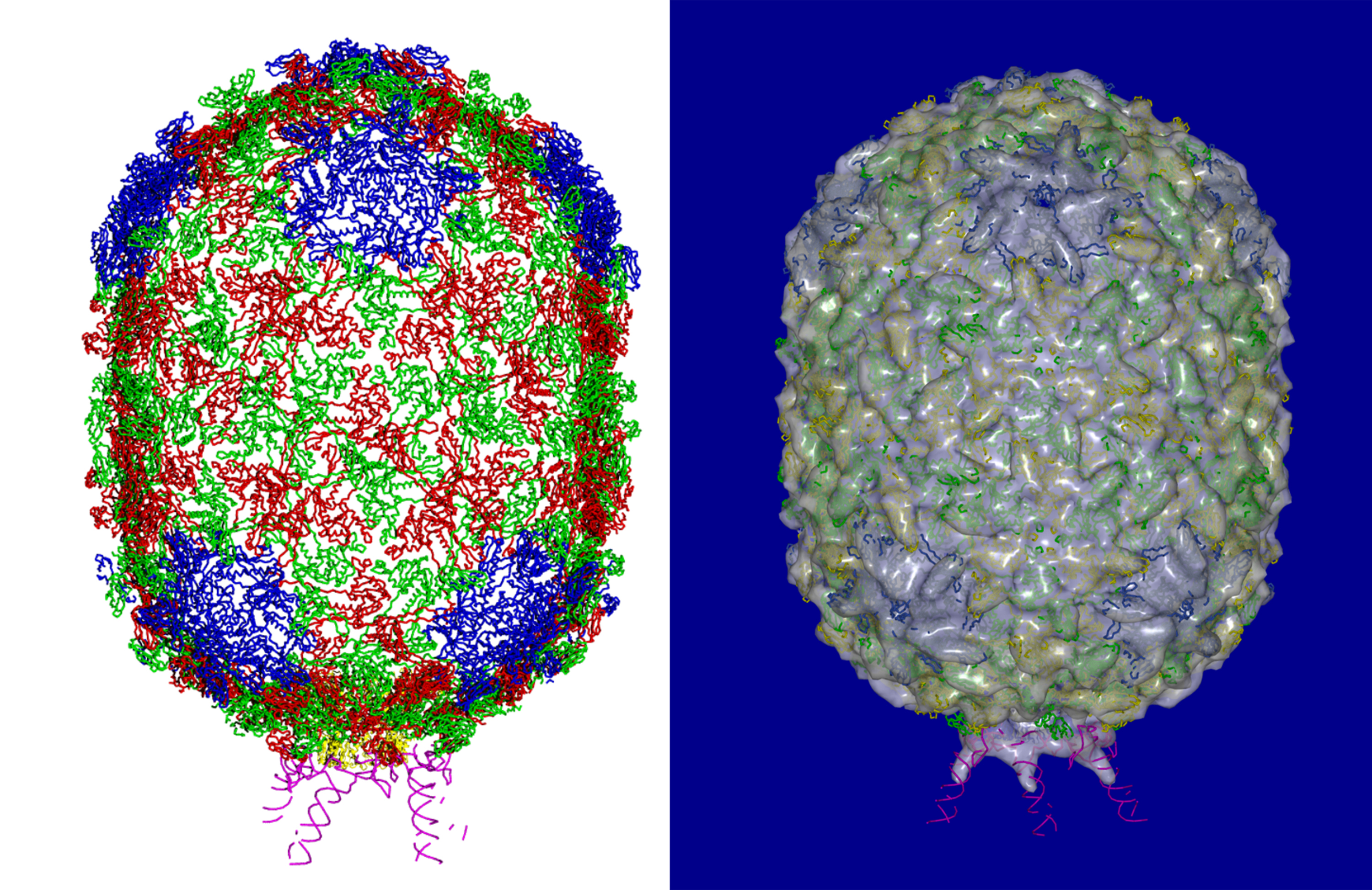 Multimedia Gallery Outer Shell Of Phi Virus NSF National Science Foundation