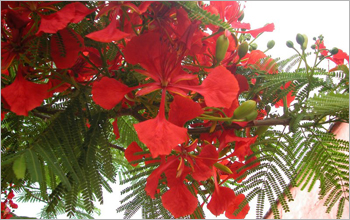 <em>Delonix regia</em>