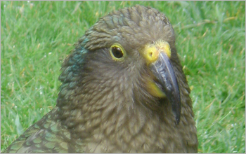 Kea, New Zealand Mountain Parrot