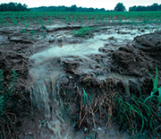 Fertilizer runoff from a farm; such runoff can lead to algae blooms in waterways downstream.