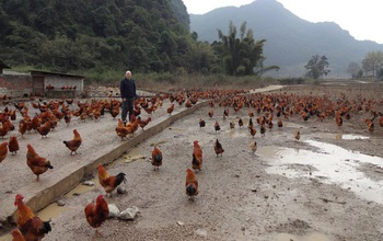 Scientist Peter Daszak surrounded by roosters and hens at a farm in China.