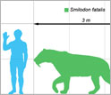 the outline of a saber-toothed cat, shown in comparison with that of a human.
