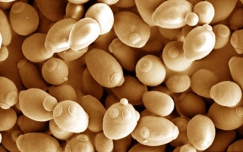 close up of yeast