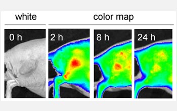 Images of a mouse hindquarter containing a tumor.