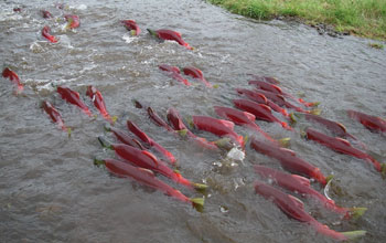 Red sockeye salmon in the river