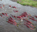 Red sockeye salmon in the river