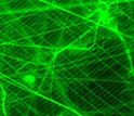 Epifluorescent microscope image of salp filtering mesh.