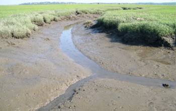 Photo of two tidal channels in salt marsh, or Spartina, grass.