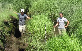 Photo of Scientists Erik Yando and Clara Chaisson measuring marsh that has slumped into a creek.
