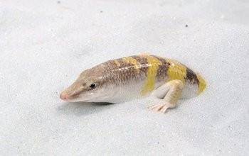 a sandfish in the sand