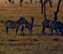 Savanna with trees and animals in Kenya.