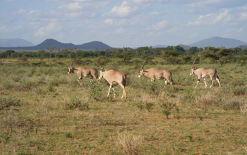 Wooded grassland typical of East Africa; here with oryx in Samburu National Reserve, Kenya.