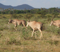 Wooded grassland typical of East Africa; here with oryx in Samburu National Reserve, Kenya.