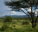 An alternate view of the extensive savanna in Kenya's Samburu National Reserve.
