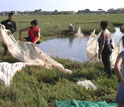 Photo of scientists quantifying the abundance and diversity of fishes at Carpinteria Salt Marsh.