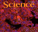 Cover of the October 8, 2010 issue of Science.