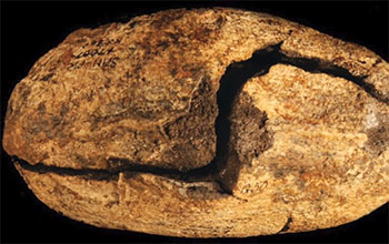 Fossil skull of fish