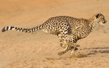 cheetah running across plain