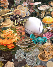 Illustration of fungi.