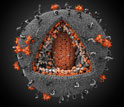 Illustration of a human immunodeficiency virus in 3D.