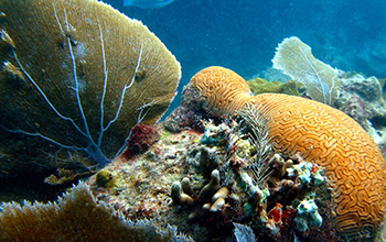 sea fans gently sway in a healthy bed of coral