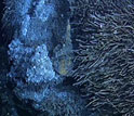Photo of tube worms and bacterial mats around a hydrothermal vent.