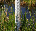 Photo of a gauge in a wetland that measures the rise of sea level.