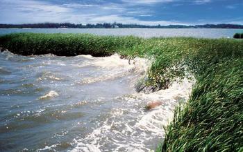 Sea level rise puts wetlands along U.S. coastlines and around the world at risk.