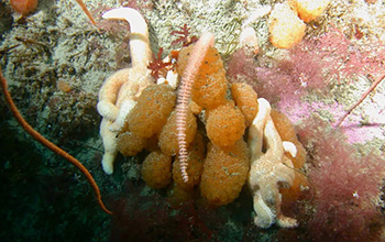 Synoicum adareanum pictured with a starfish in 80 feet of water near Bonaparte Point, Antarctica.