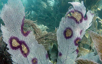 A sea fan  with dark purple inflammation.