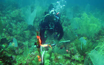 Researcher Colleen Burge diving to prepare sea fans for a lab experiment
