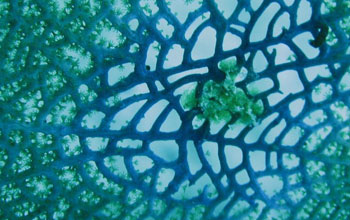 Close-up of a sea fan recovering nicely from ocean diseases.