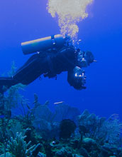 Marine ecologist Ernesto Weil diving to look at a sick sea fan